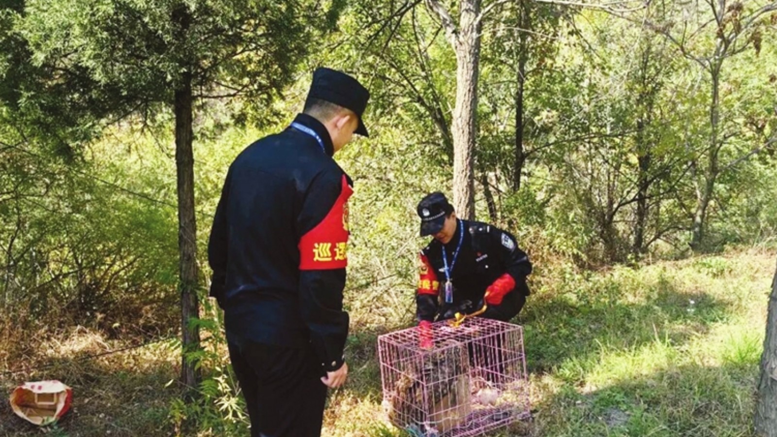 猫头鹰误入农家院 民警助其回归自然