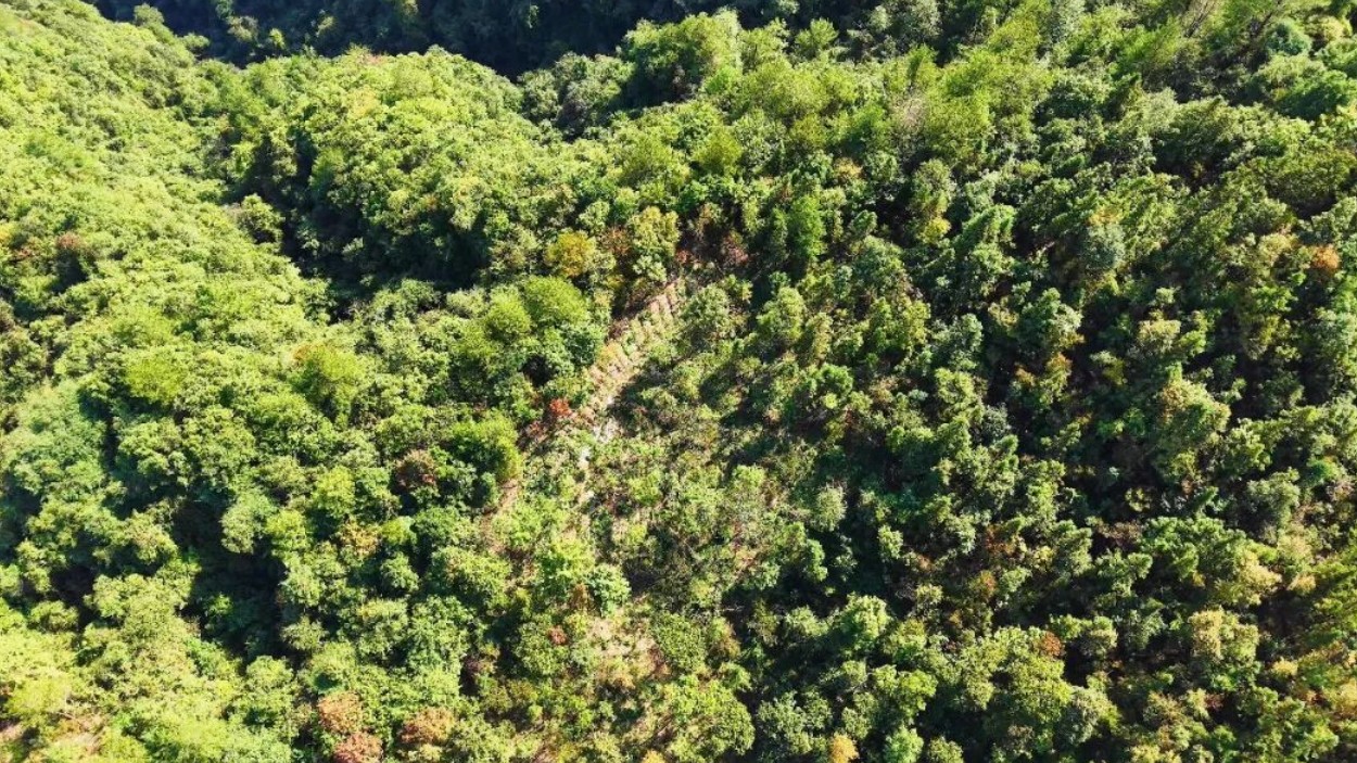 林下生金！万源1.8万亩天麻开挖，生态富民交出“两山”新答卷