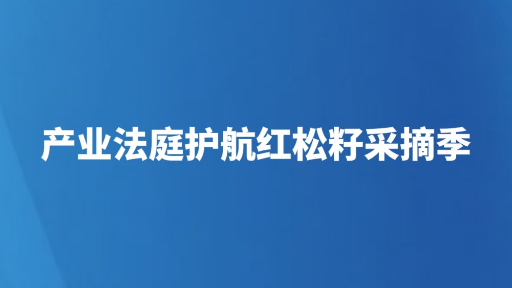 产业法庭护航红松籽采摘季