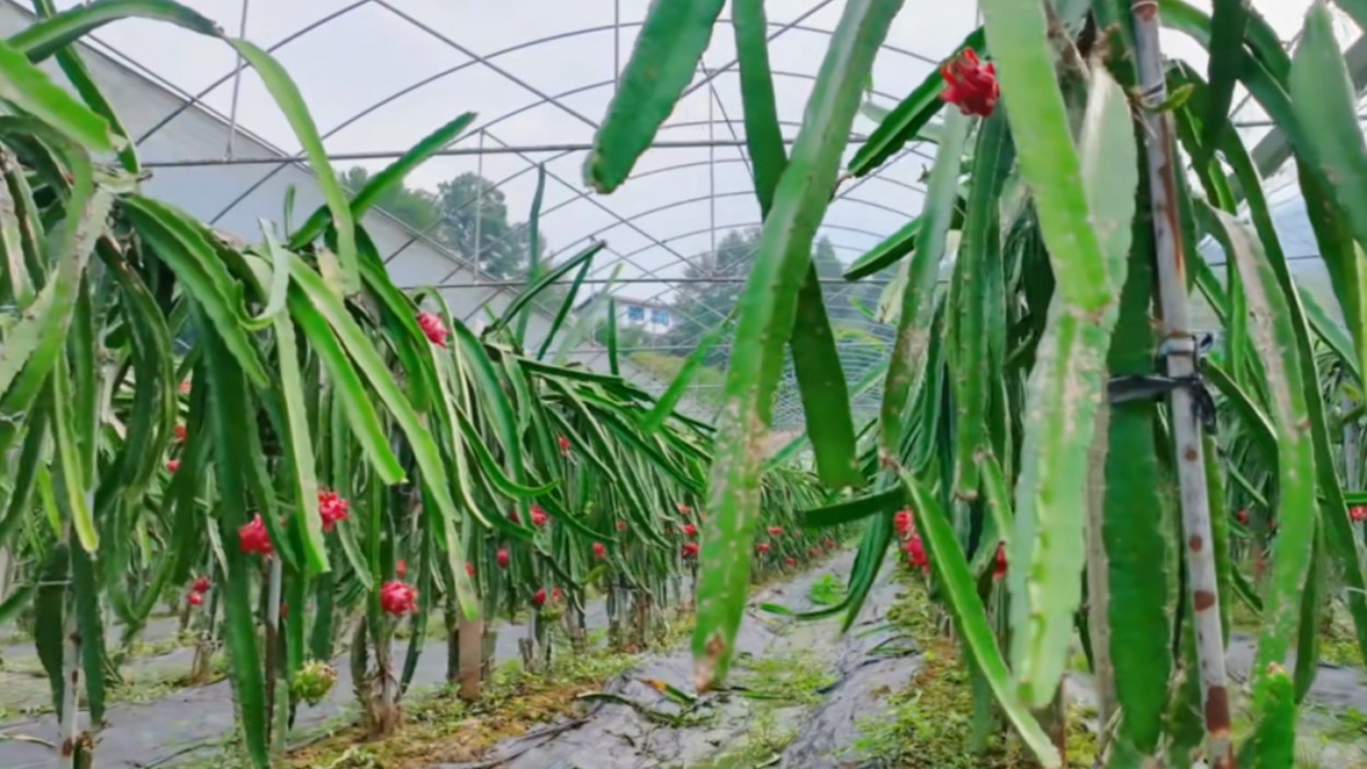 四川宣汉：特色水果产业助力乡村振兴