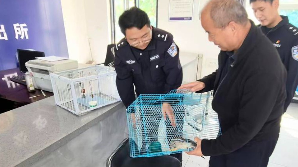 武功公安救助一只国家二级保护动物红隼