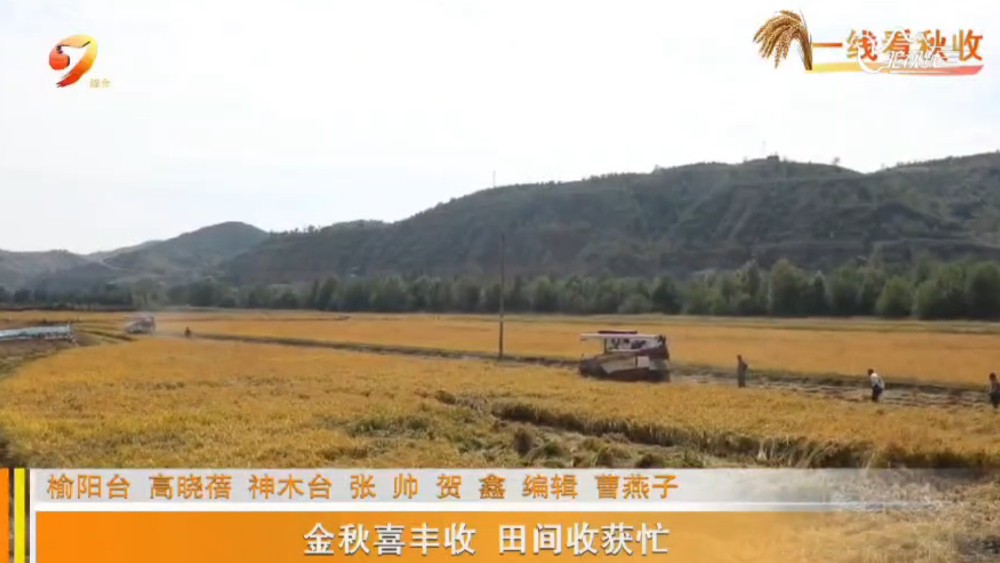 榆林：田畴沃野织锦绣 颗粒归仓收获忙