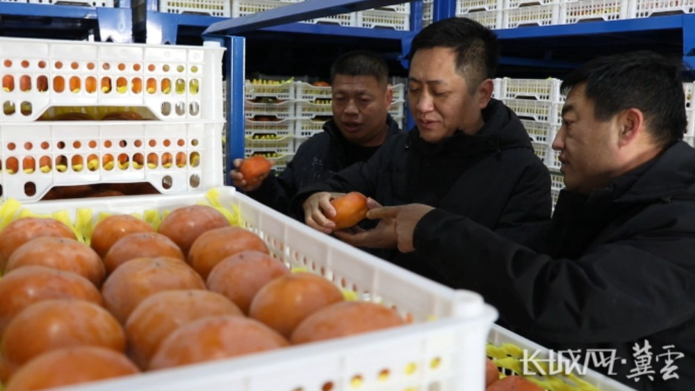 易县冰柿产业全链升级