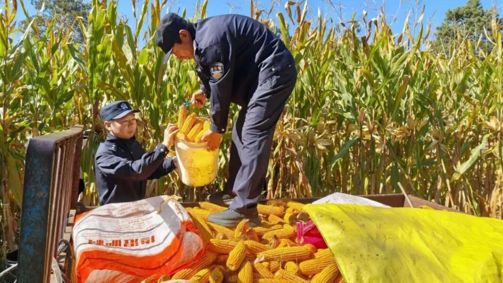 不让一粒粮食掉地上！民警变身"秋收帮工" 守护独居老人丰收季