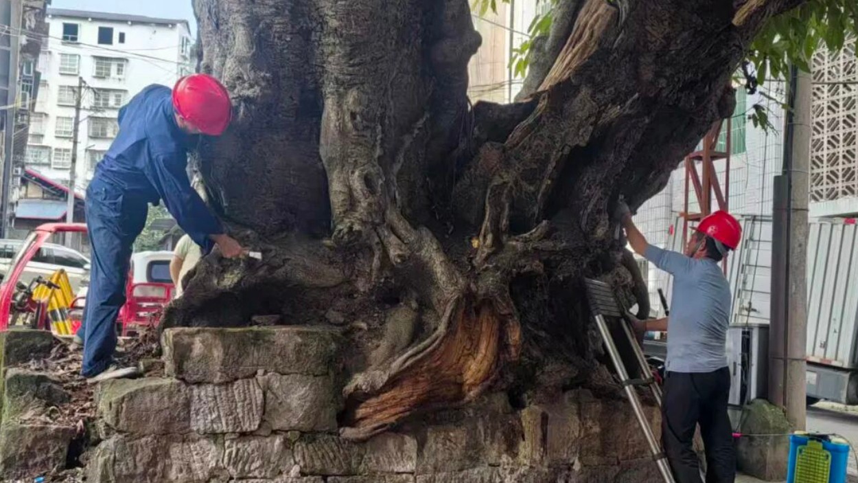 守护绿色活化石 赓续生态文脉
