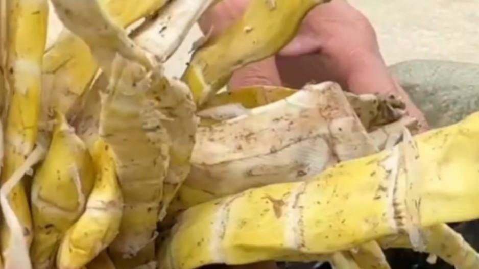 鲜笋竟用硫磺熏？商户藏身深山