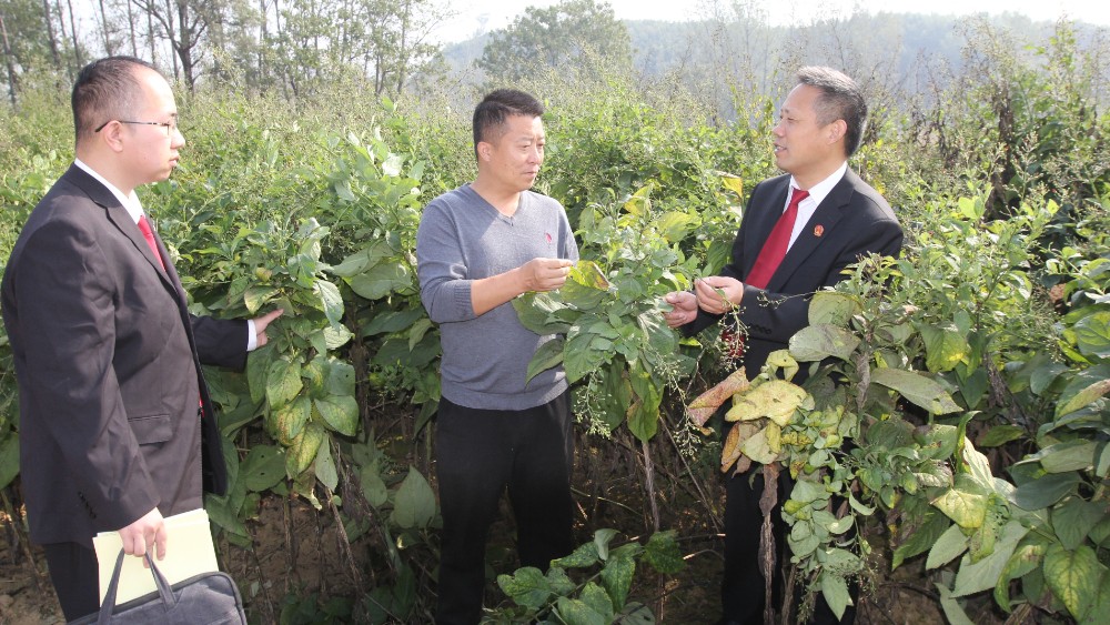 河南省南阳市方城县法院：法护药田促振兴 司法服务暖药农