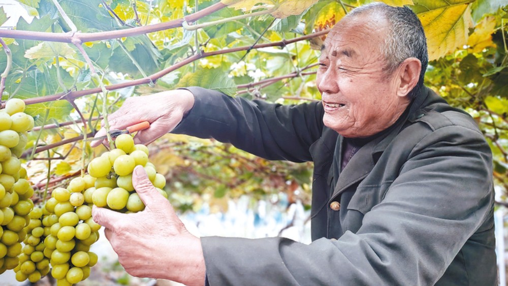 “阳光玫瑰”挂满藤 返乡创业富乡邻