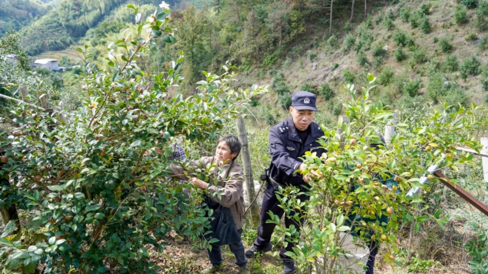 安徽宿松：“跑山警务”守护万亩油茶丰收季