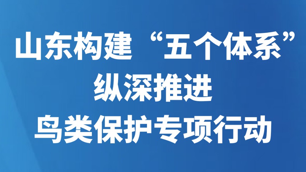 山东构建“五个体系” 纵深推进鸟类保护专项行动
