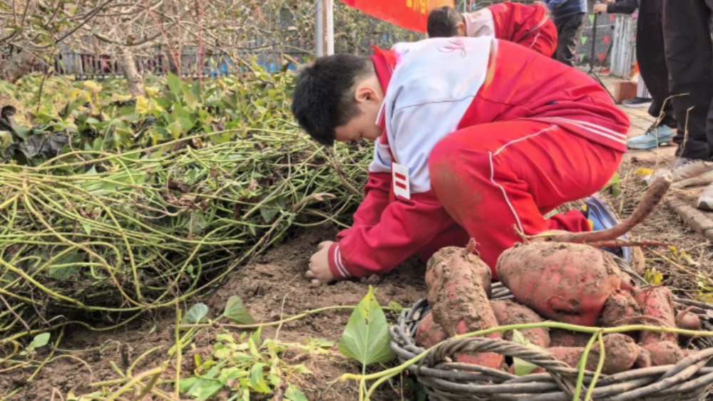 保定涞水：金秋薯趣乡约田野 农耕研学赋能乡村振兴