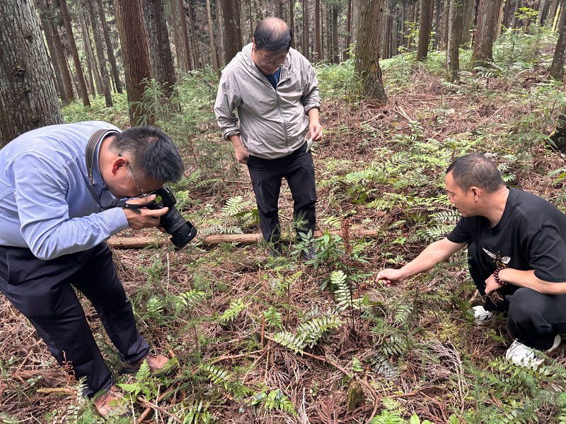 湖北恩施市：发现鄂西南最大规模蛇足石杉野生居群