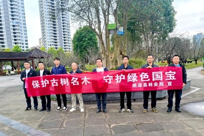 湖南桃源县：保护古树名木 守护绿色国宝